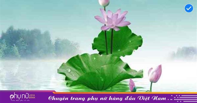 Giấc mơ thấy hoa sen hồng nở rộ