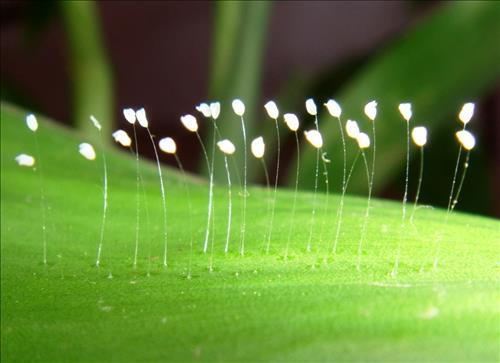Giải mã giấc mơ thấy hoa ưu đàm và ý nghĩa tâm linh