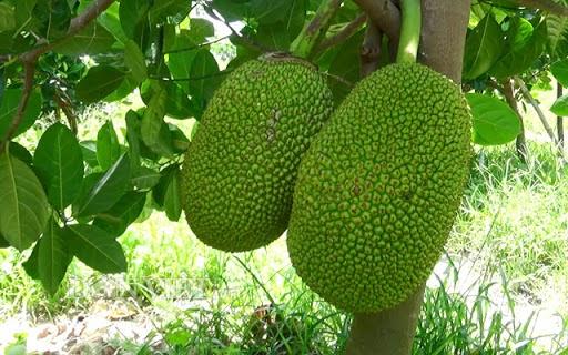 Giải mã giấc mơ mít chín