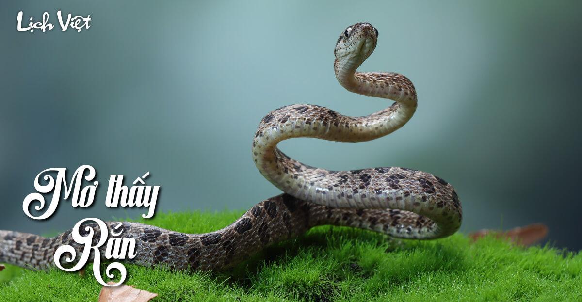 Giải Mã Giấc Mơ Thấy Mất: Điềm Báo Lành Hay Dữ?