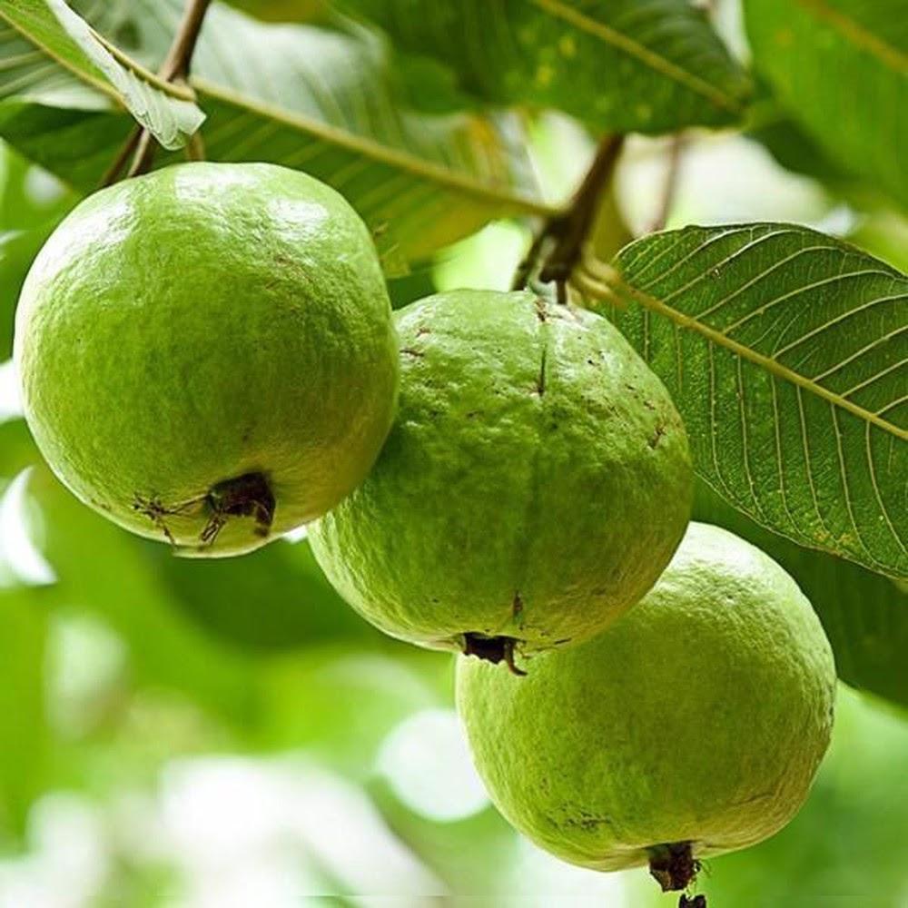 Nằm Mơ Thấy Có Bầu Con Gái Đánh Số Mấy?