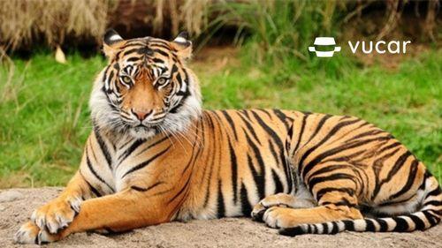 Giải mã giấc mơ thấy cọp đánh đề