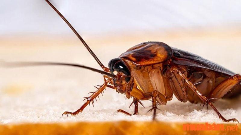 Giải Mã Giấc Mơ Thấy Con Giun Sán Và Số Đề Liên Quan