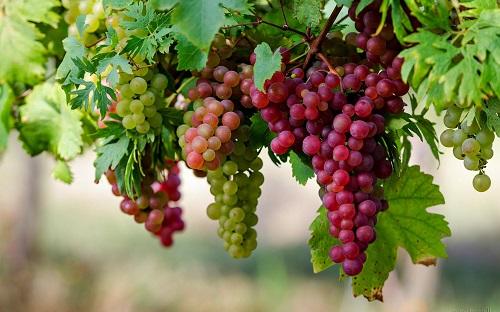 Nằm Mơ Thấy Chạy Giặc Đánh Số Gì? Giải Mã Chi Tiết