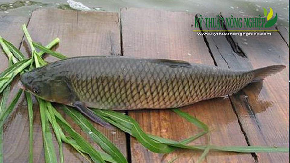 Giải mã số đề cá trắm trắng