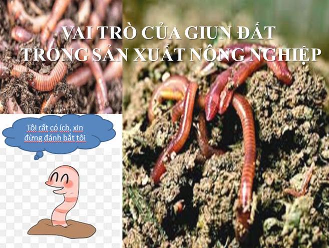 Giun đất trong đất