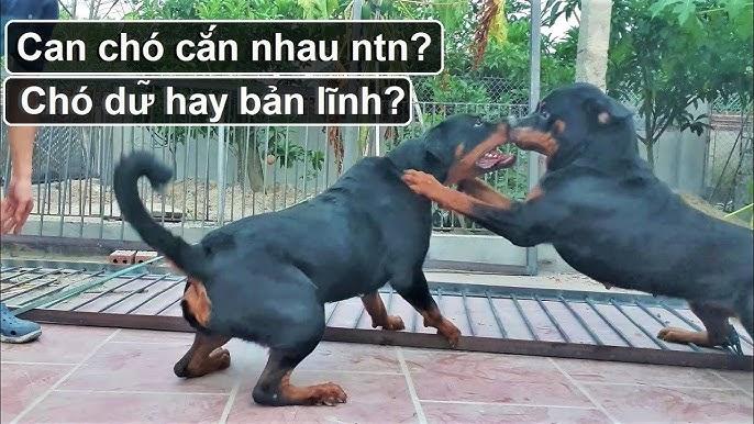 Chồng Nằm Mơ Thấy Vợ Đẻ: Giải Mã Lô Đề Chính Xác