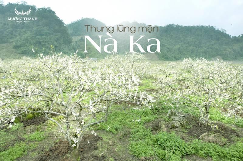 Nằm Mơ Thấy Trâu Đẻ Đánh Con Gì? Giải Mã Chi Tiết