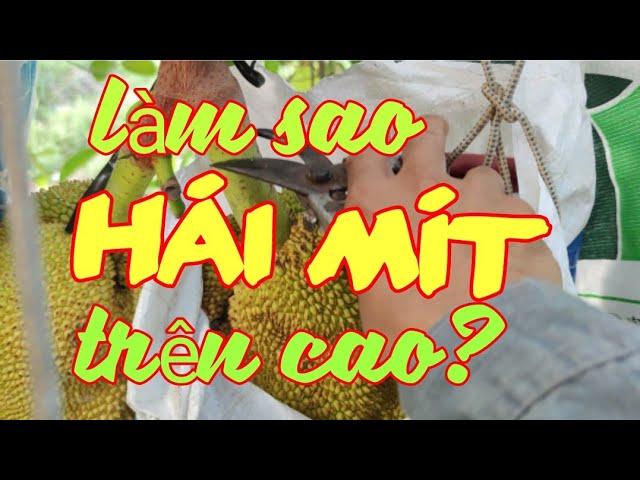 Hái mít trên cây sai quả