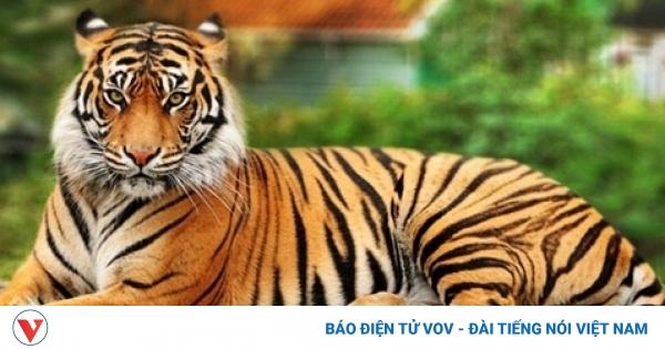 Giải Mã Giấc Mơ Thấy Cọp Đuổi: Điềm Báo Hay Lộc Lá?