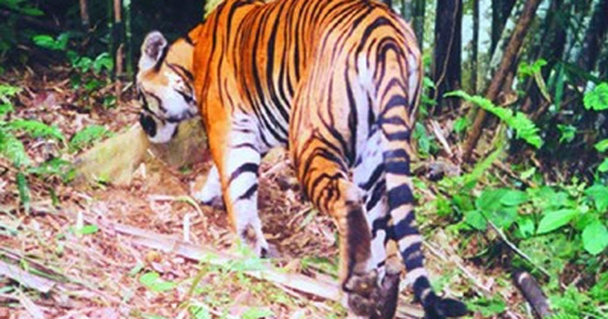 Hổ Sinh Con Trong Rừng