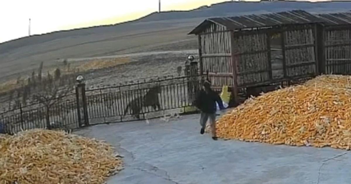 Hổ vào nhà tấn công
