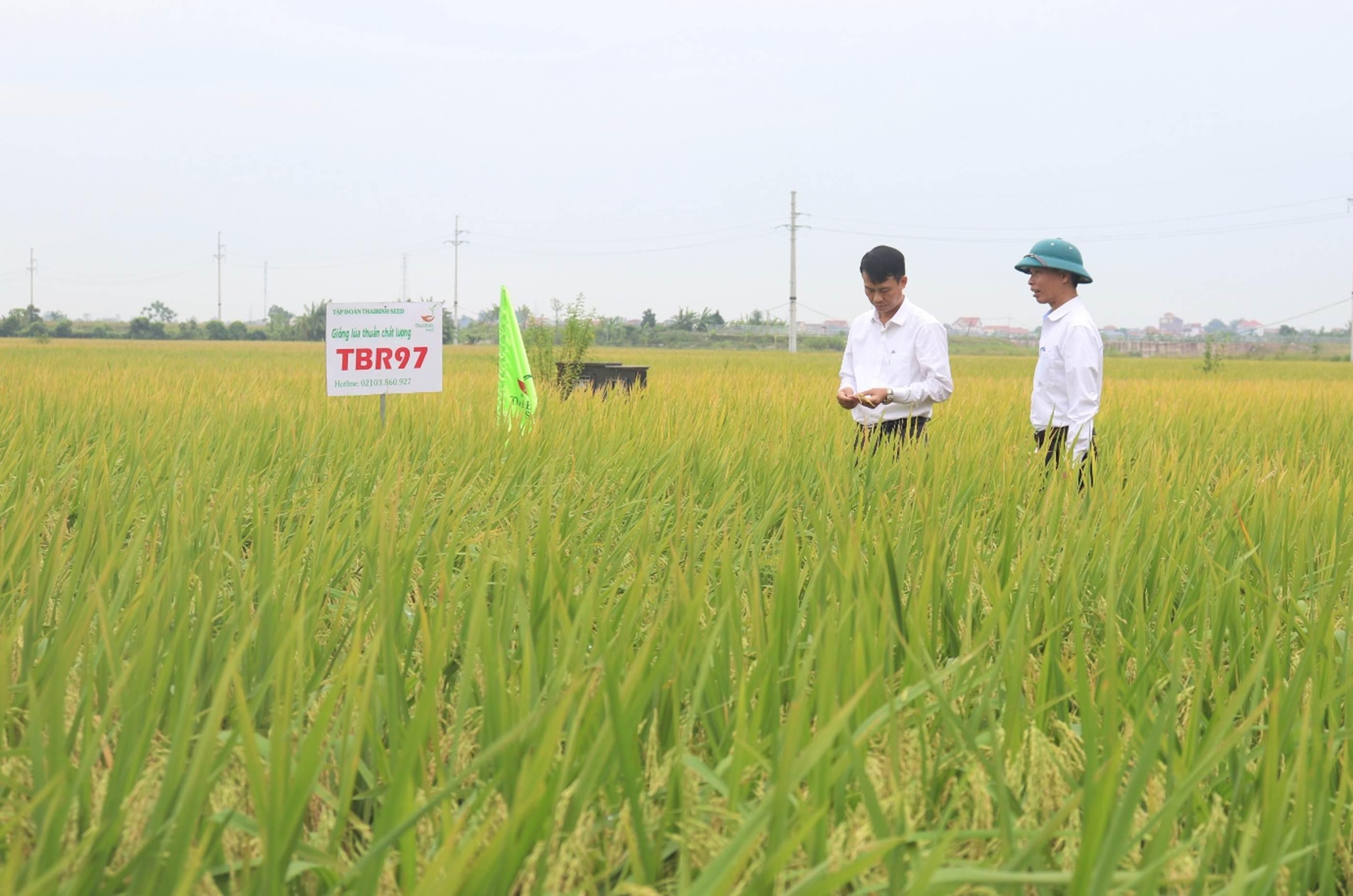 Giải Mã Giấc Mơ Thấy Rồng Vàng Bay Trên Trời