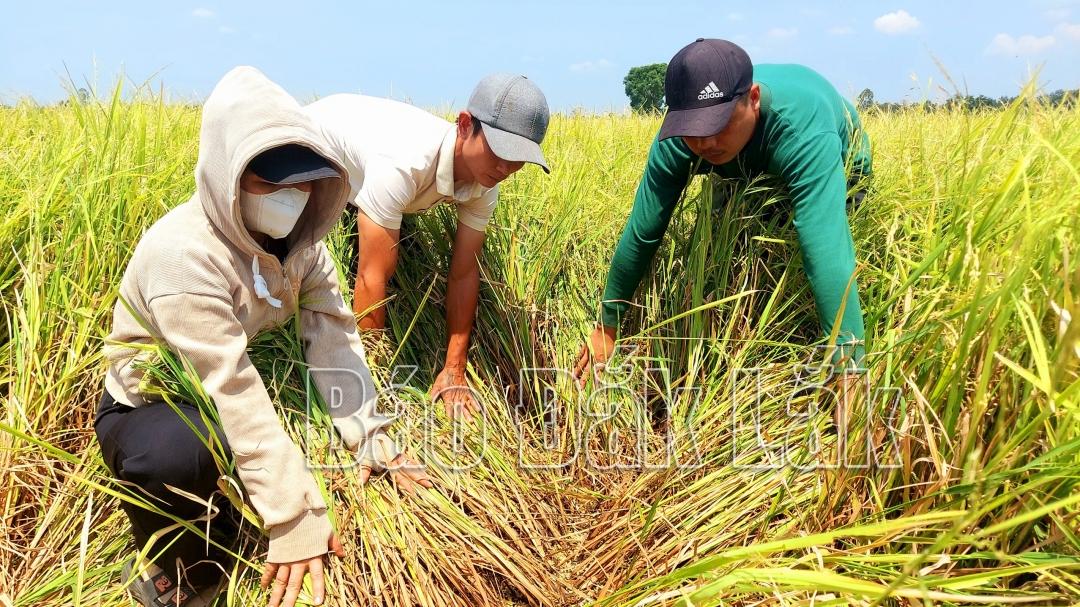 Nằm Mơ Giếng Đầy Nước Đánh Đề Con Gì?