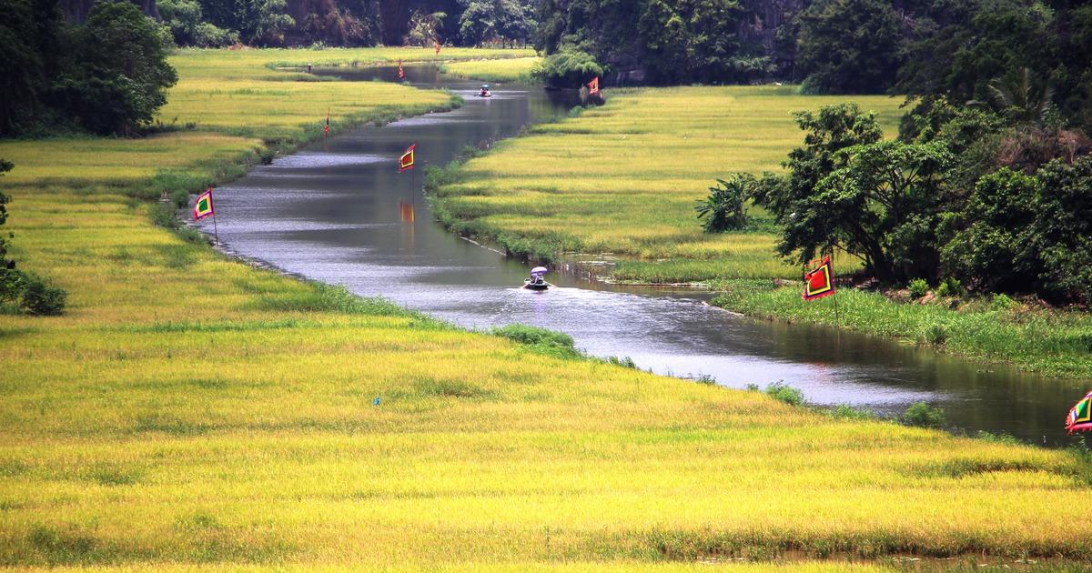 Lúa chín vàng ươm trên cánh đồng