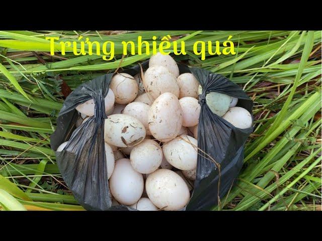 Lượm Hột Vịt Vỡ