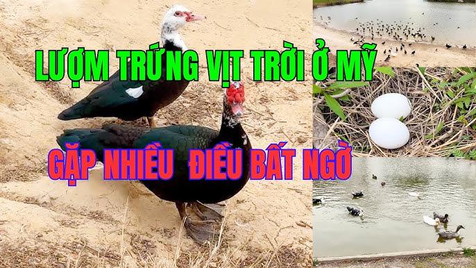 Giải Mã Giấc Mơ Thấy Rắn Sinh Con