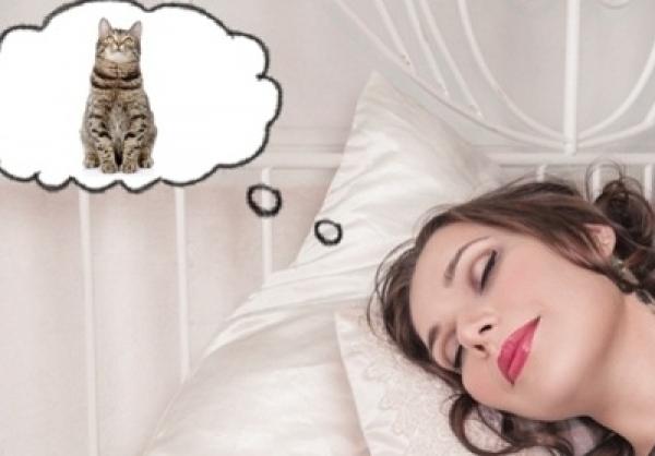 Mèo bắt chuột trong mơ