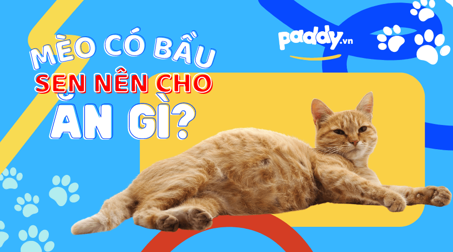 Mèo bầu được vuốt ve trong giấc mơ