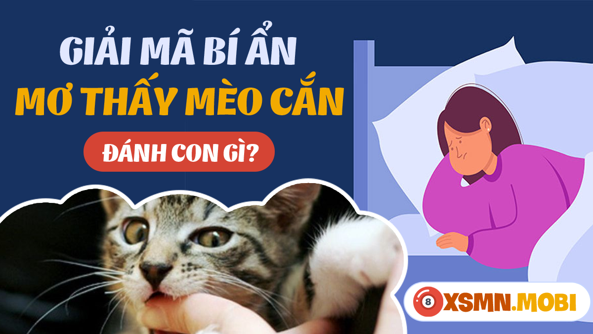Mèo vàng cắn chảy máu trong giấc mơ