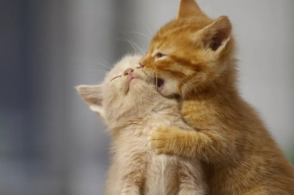 Giải Mã Giấc Mơ Thấy Rất Nhiều Mèo Và Con Số May Mắn
