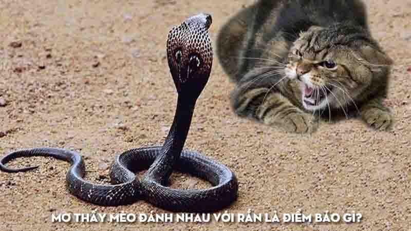 Giải Mã Giấc Mơ Thấy Mèo Vào Nhà Và Con Số May Mắn