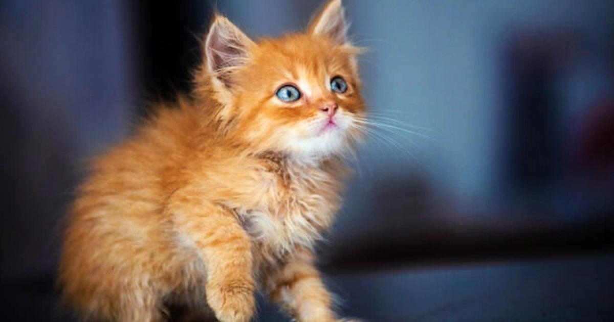 Giải Mã Giấc Mơ Thấy Mèo Vào Nhà Và Con Số May Mắn