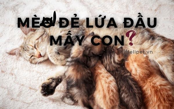 Nằm Mơ Thấy Người Yêu Có Bầu: Giải Mã Lô Đề