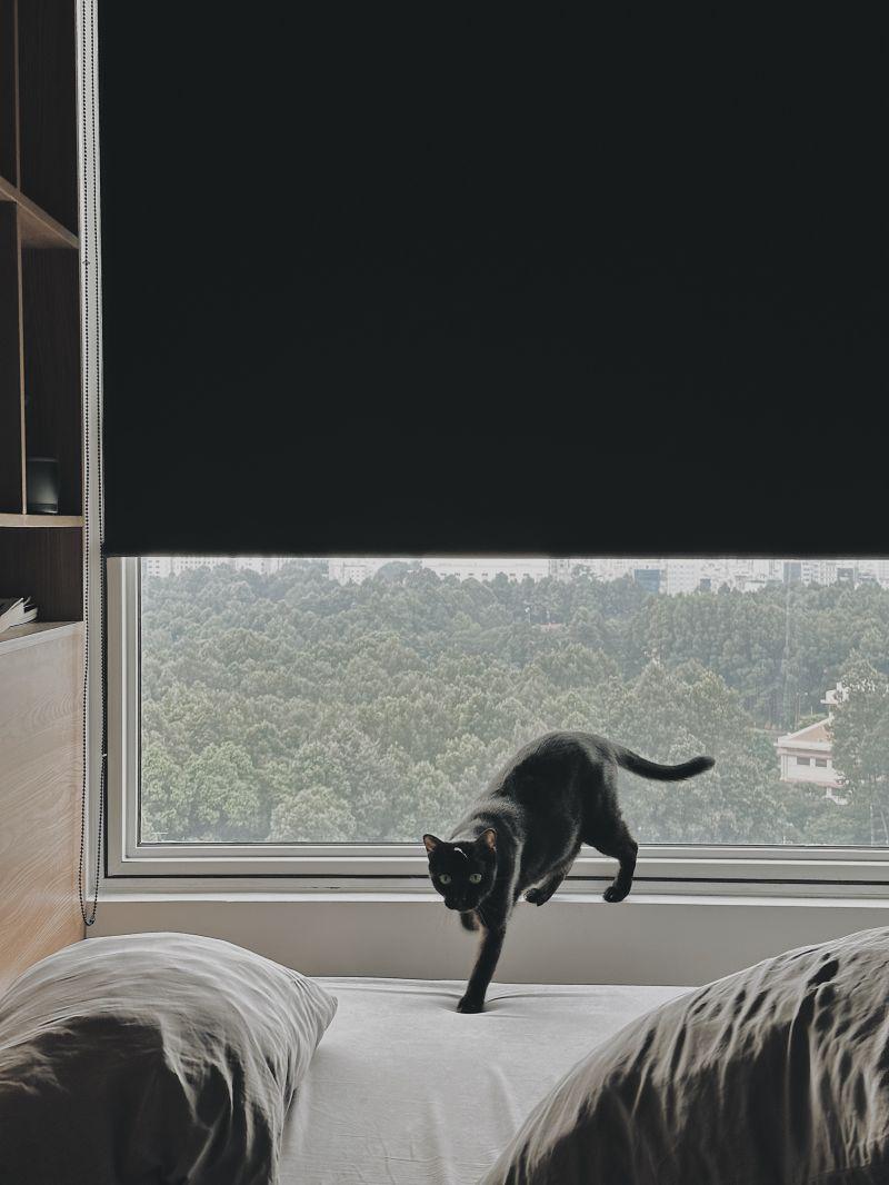 Mèo đen cọ vào người
