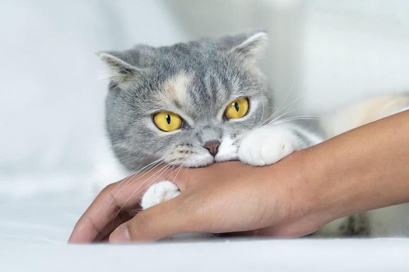 Nằm Mơ Thấy Chó Vàng Đánh Số Mấy?