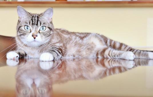 Giải Mã Giấc Mơ Thấy Rất Nhiều Mèo Và Con Số May Mắn
