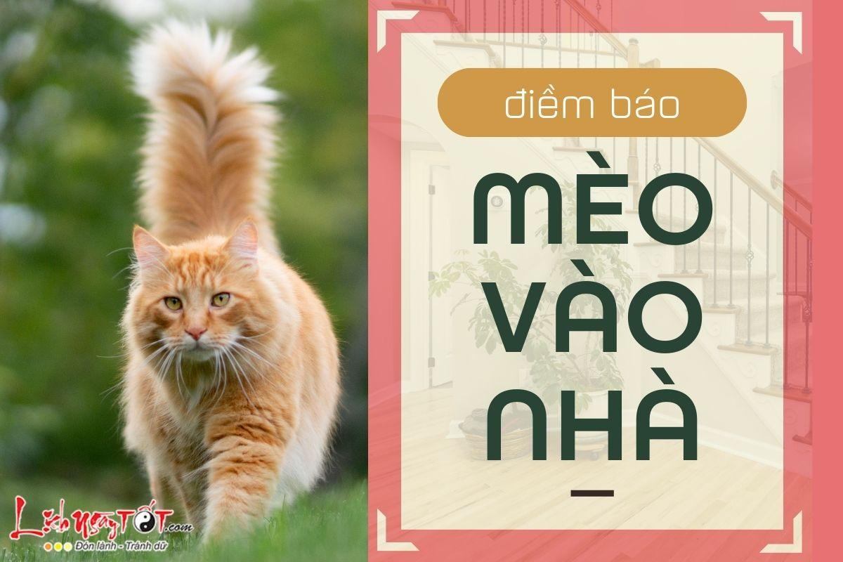 Mèo vàng chạy vào nhà