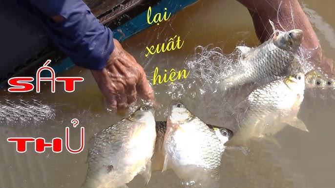 Nằm mơ thấy bắt cá mè vinh