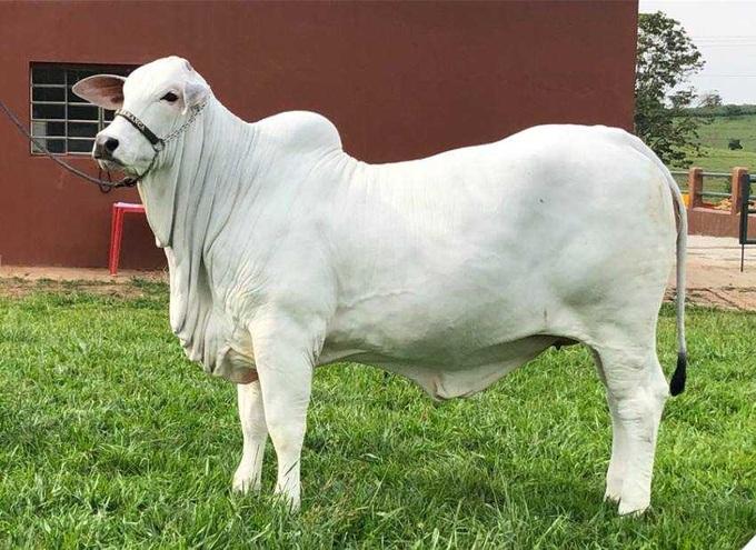 Giải Mã Giấc Mơ Thấy Ăn Cháo Trắng Và Con Số May Mắn