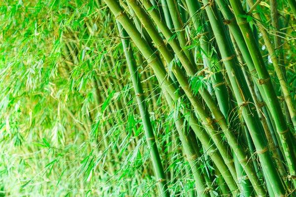 Nằm Mơ Thấy Heo Quay Đánh Đề Số Mấy?