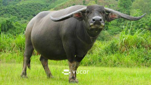 Mơ thấy chụp ảnh cưới đẹp lung linh đánh con gì?