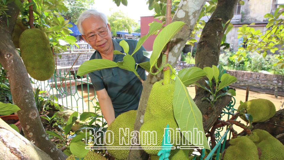 Mua nhiều mít chín