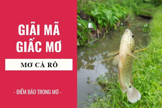 Bà Bầu Nằm Mơ Thấy Gà Trống: Giải Mã Số Đề