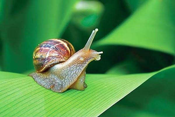 Giải Mã Giấc Mơ Thấy Màu Heo Và Con Số May Mắn