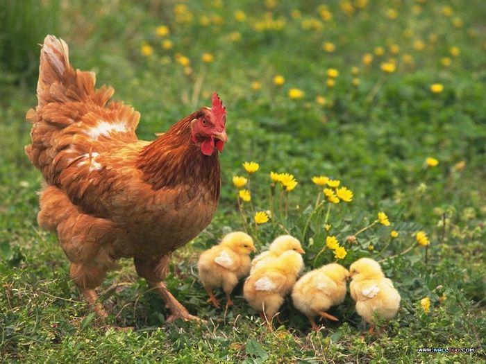 Nằm mơ thấy ăn gà nướng cùng gia đình