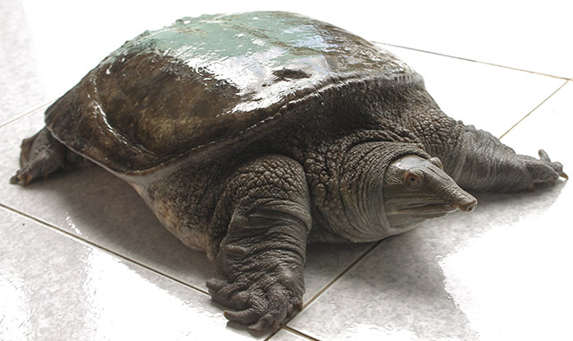 Nằm mơ thấy baba chết