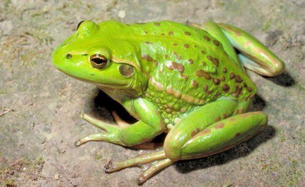 Giải Mã Giấc Mơ Thấy Cóc Ếch: Điềm Báo Lộc Lá Hay Xui Xẻo?