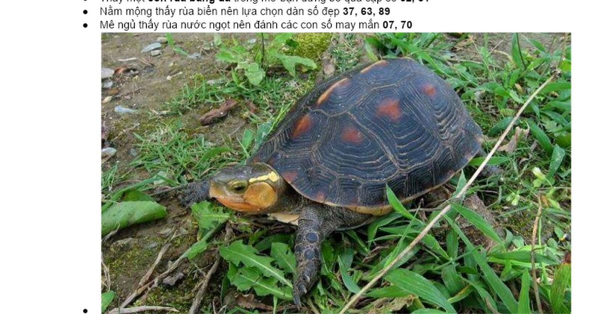 Nằm mơ thấy sâu róm đánh con gì? Giải mã chi tiết