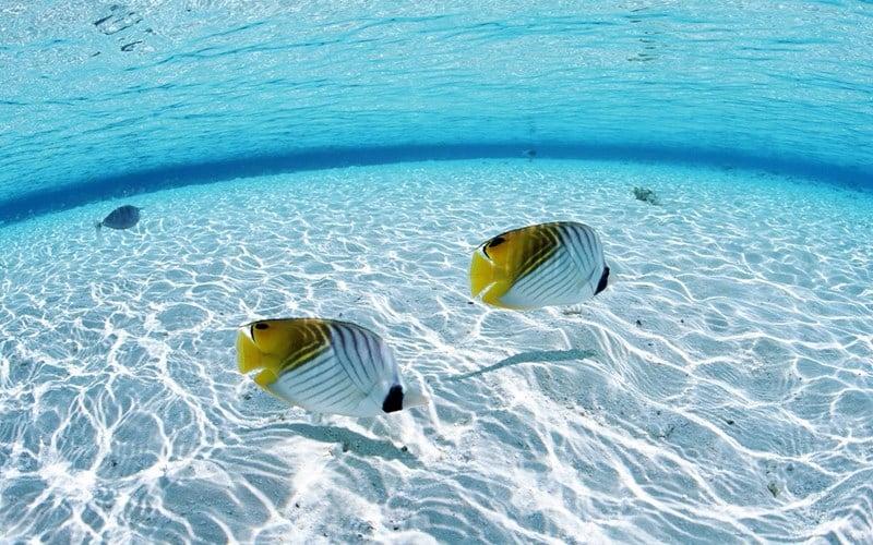 Giải Mã Giấc Mơ Thấy Cùng Trái Cây Và Những Con Số May Mắn