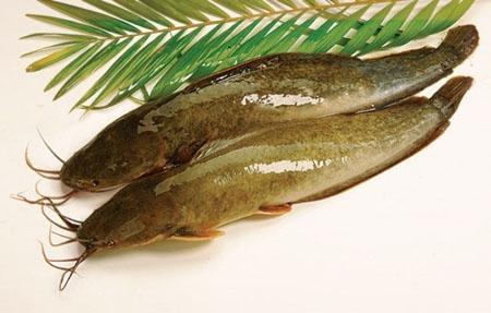 Nằm Mơ Thấy Chó Cắn Đánh Con Gì?