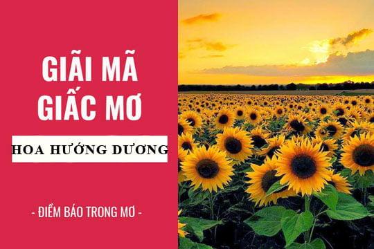 Nằm mơ thấy hoa hướng dương héo úa