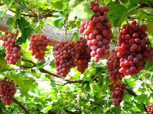 Giải Mã Giấc Mơ Bạc Gà: Điềm Báo &amp; Con Số May Mắn