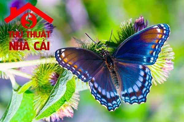 Nằm mơ thấy nhiều bướm bay lượn