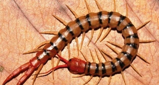 Nằm mơ thấy rết cắn: Điềm báo và con số may mắn
