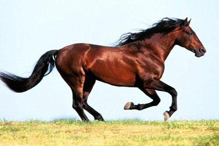 Giải Mã Giấc Mơ Thấy Con Ngựa Đen
